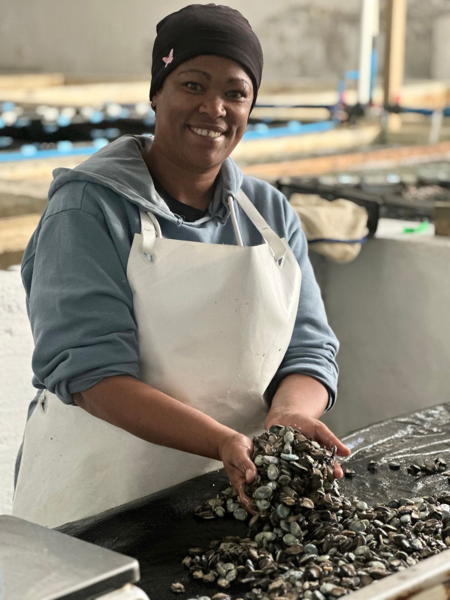 A Doring Bay grader holding a handful of young abalone