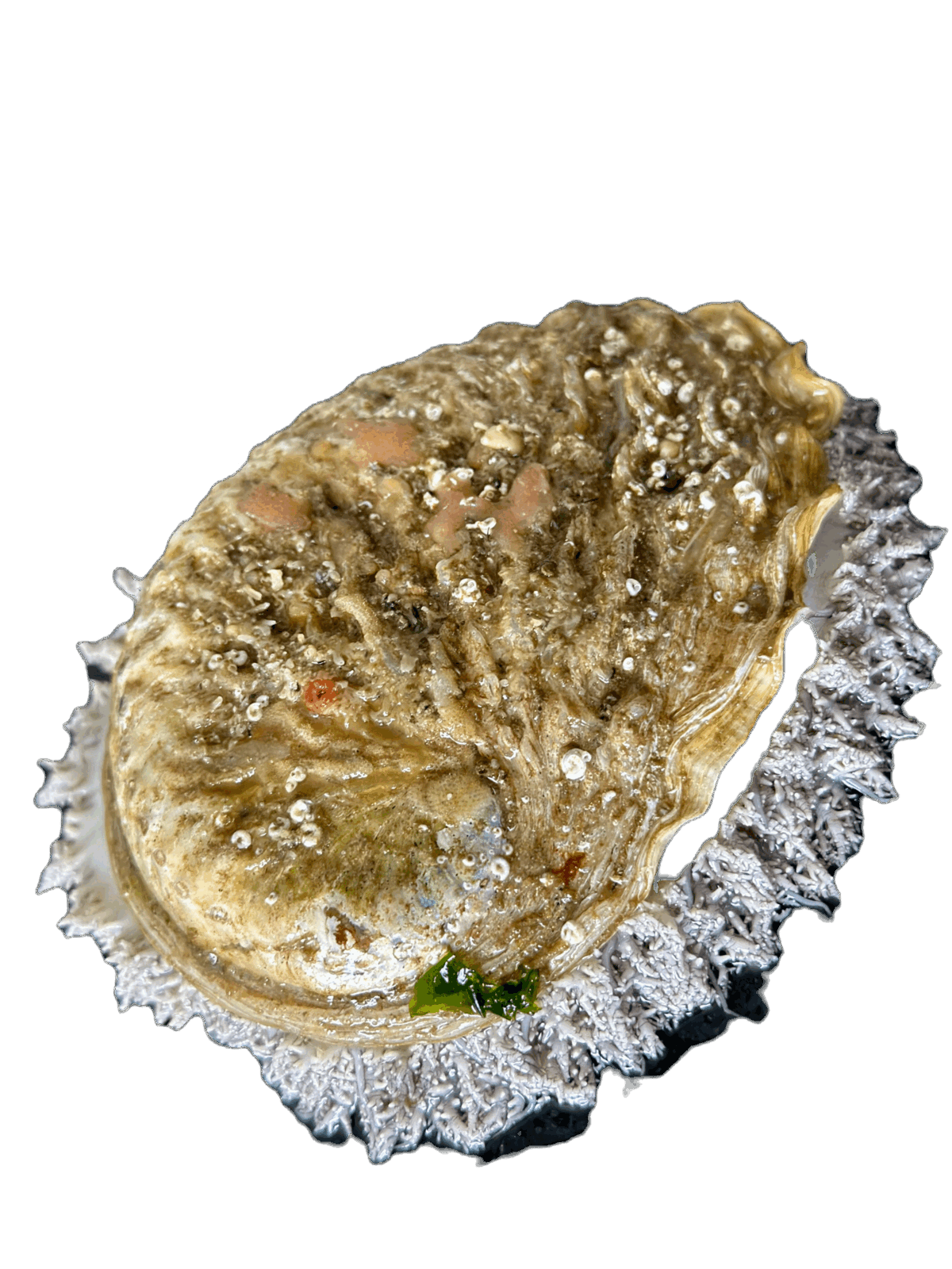 Live abalone on ice