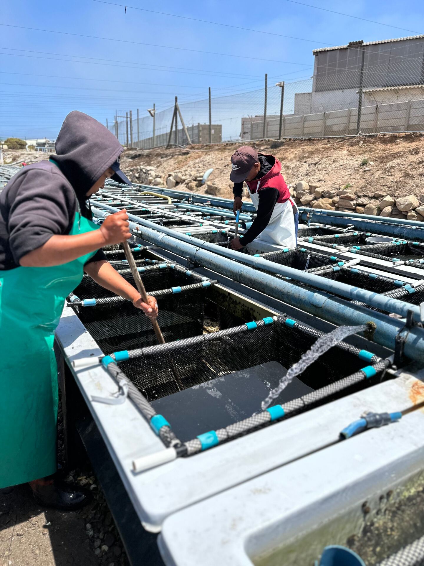 Workers tending the tanks