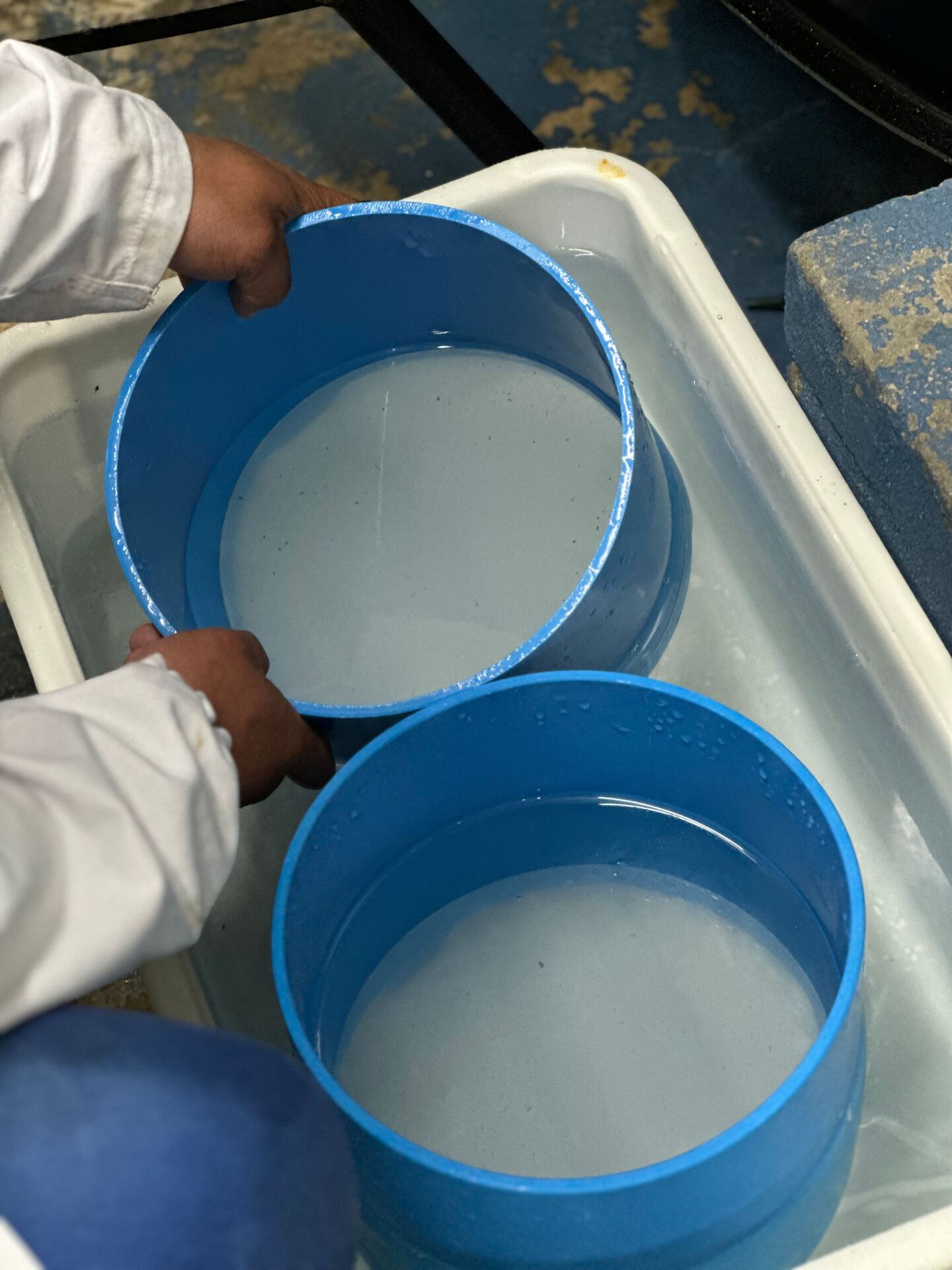 Hand-decanting larvae between sieves